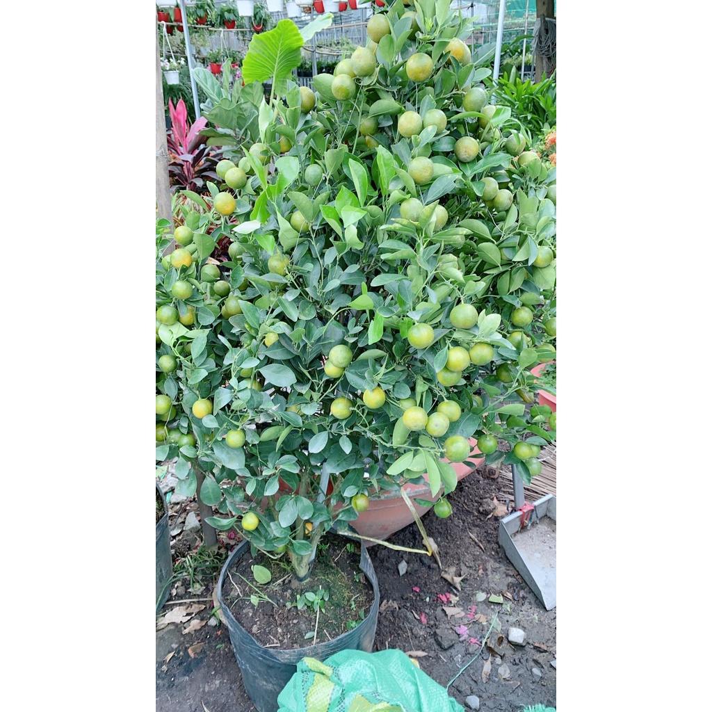 Cây Tắc Cao 1m4-1m6