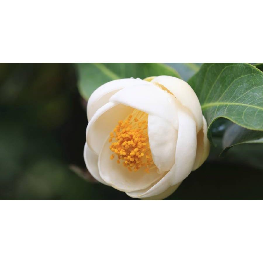 HOA HẢI ĐƯỜNG TRẮNG THƠM - CÂY GIỐNG CHOAI