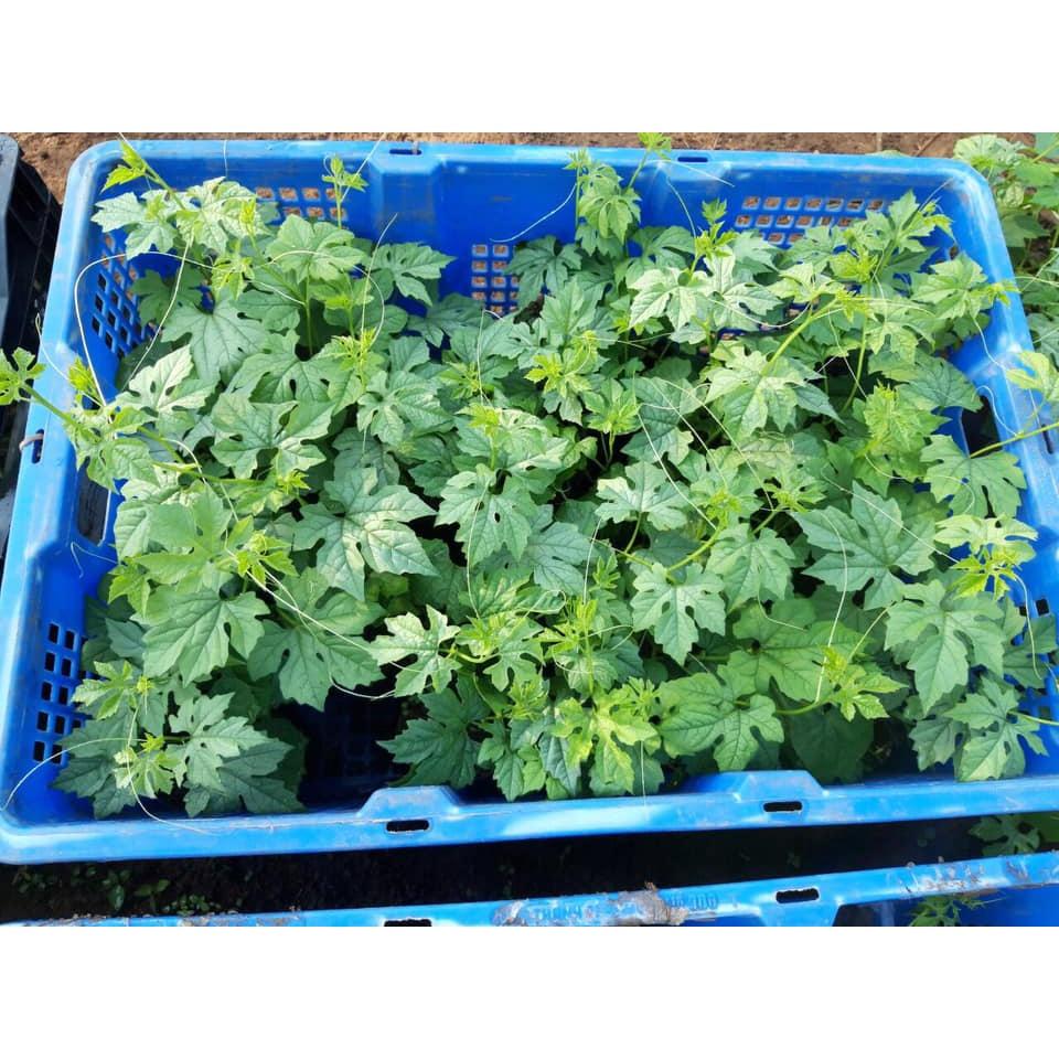 Hạt Giống Mướp Đắng 2gr - Khổ Qua Trái Dài - Sai Quả, Dễ Trồng