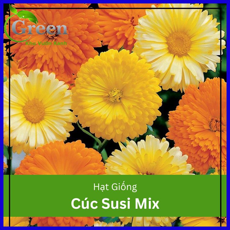 Hạt Giống Hoa Cúc Susi Nhiều Màu Mix