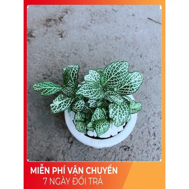 Chậu Cẩm Nhung Xanh