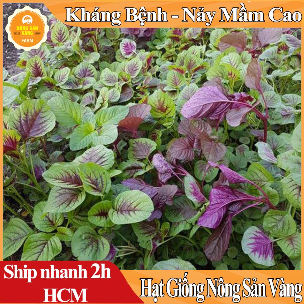 Hạt giống Rau Dền Tía, Tỉ Lệ Nảy Mầm Cao, Sinh Trưởng Và Phát Triển Khỏe, Năng Suất Cao Mùa Vụ Quanh Năm - Nông Sản Vàng