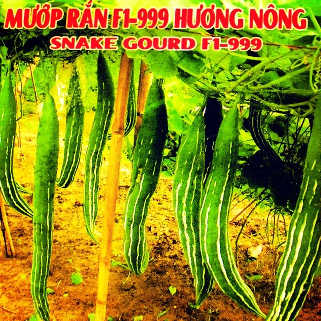 HẠT GIỐNG MƯỚP VẰN - MƯỚP SỌC RẮN F1