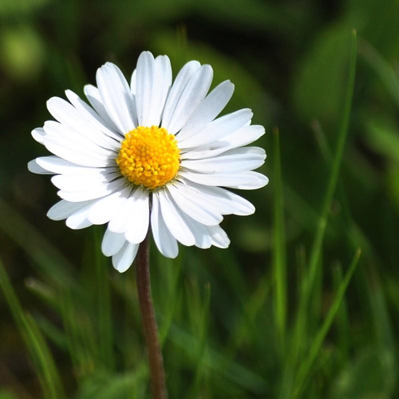 50h Hạt Giống Cỏ Thơm Feverfew Cúc TANA Trị Đau Nửa Đầu