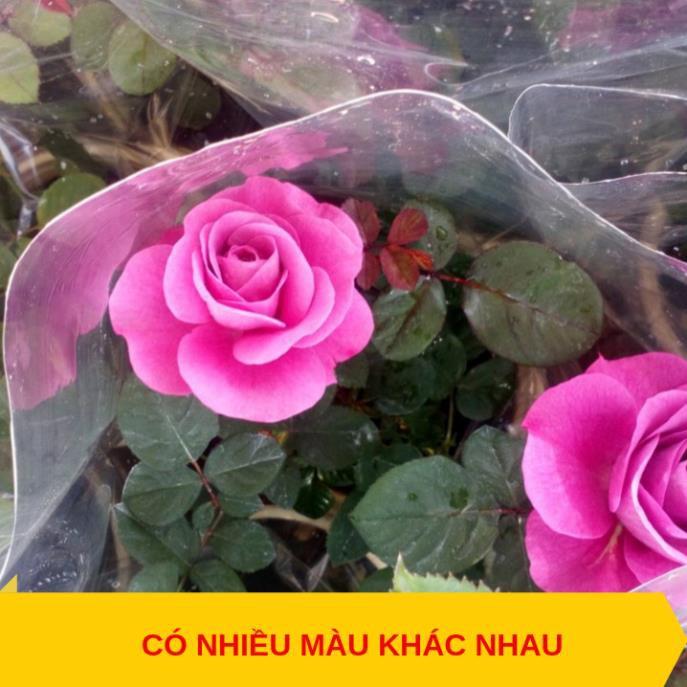 Combo 3 cây hoa hồng tezza - cây có bầu đất khỏe