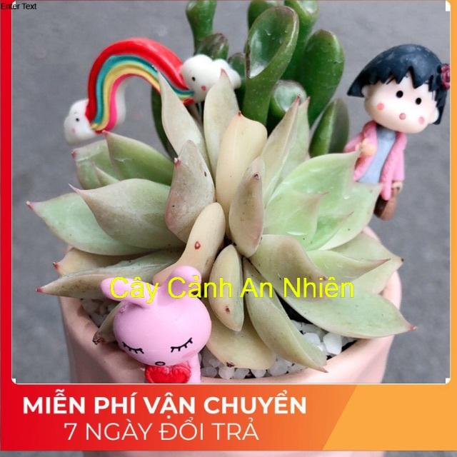 Chậu sen đá tiểu cảnh