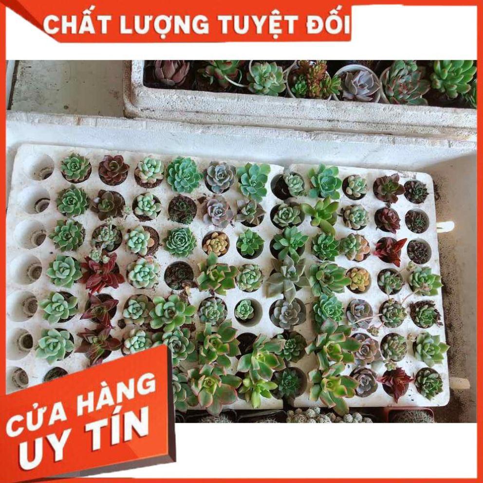 Combo 12 cây sen đá Nhiều Người Mua