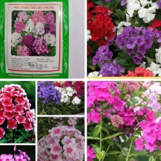Hạt giống hoa thanh trúc kép mix màu /gói 10 hạt