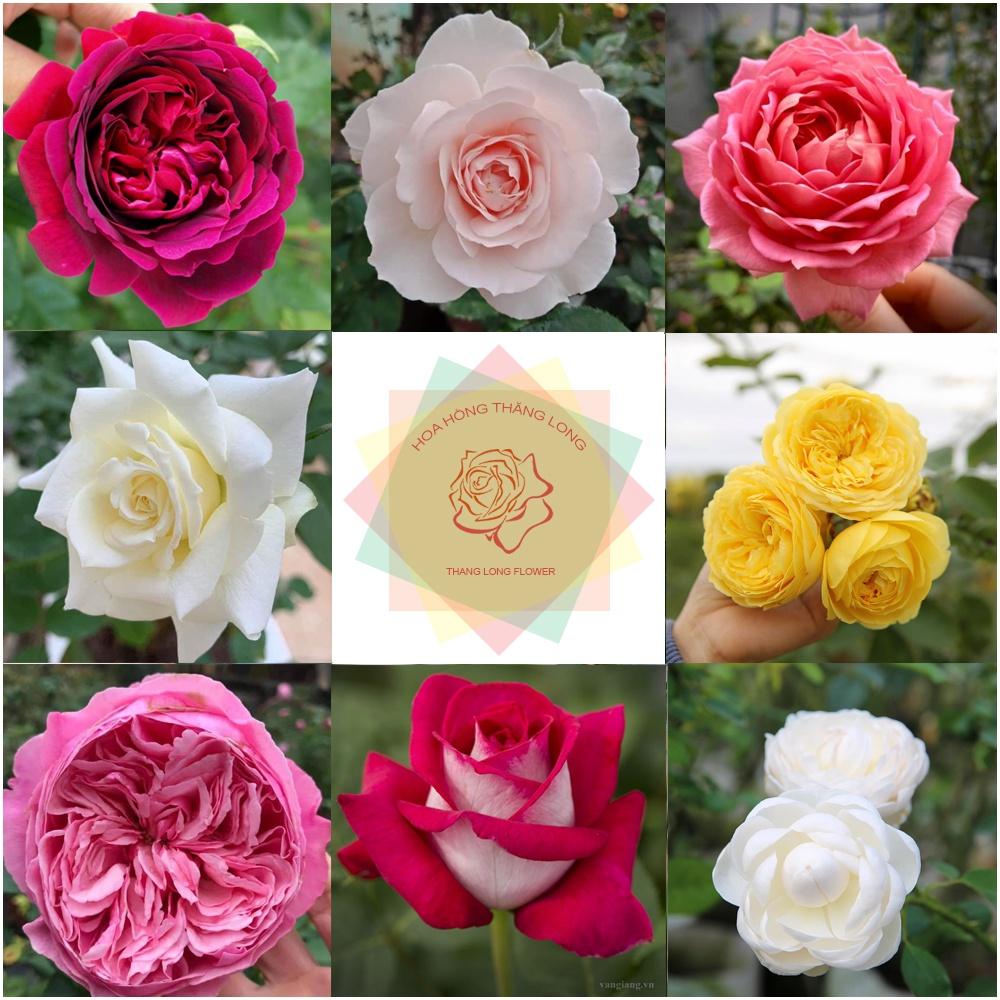 Hoa hồng ngoại các loại Bụi - Leo đủ màu sắc tại Hoa hồng Thăng Long Flower
