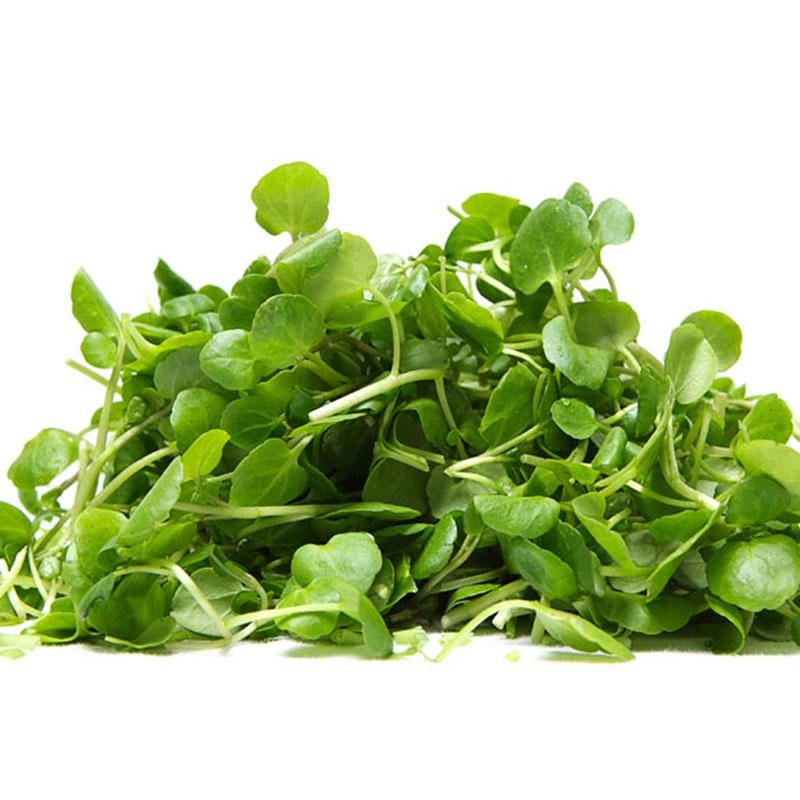 Hạt Giống Rau Mầm Cải Ngọt -