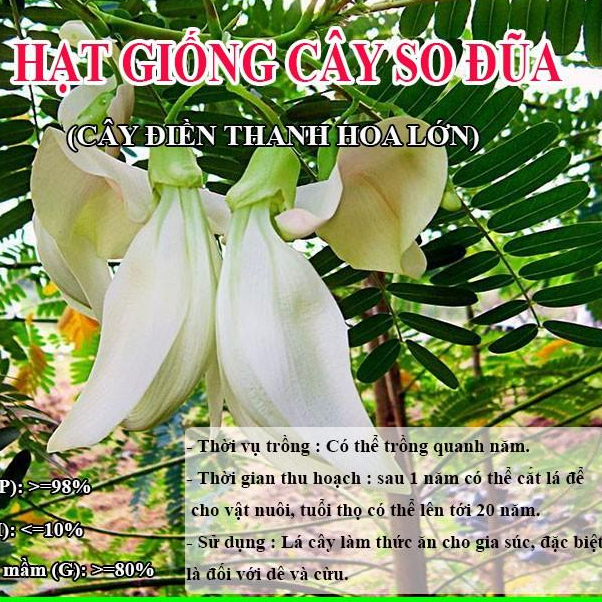 Hạt Giống Cây So Đũa – Điền Thanh Hoa Lớn - Giống Cỏ Chăn Nuôi