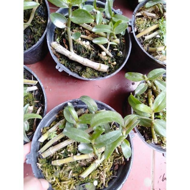 Hoa phong lan phi điệp ươm kie+ 700g phân thỏ hữu cơ