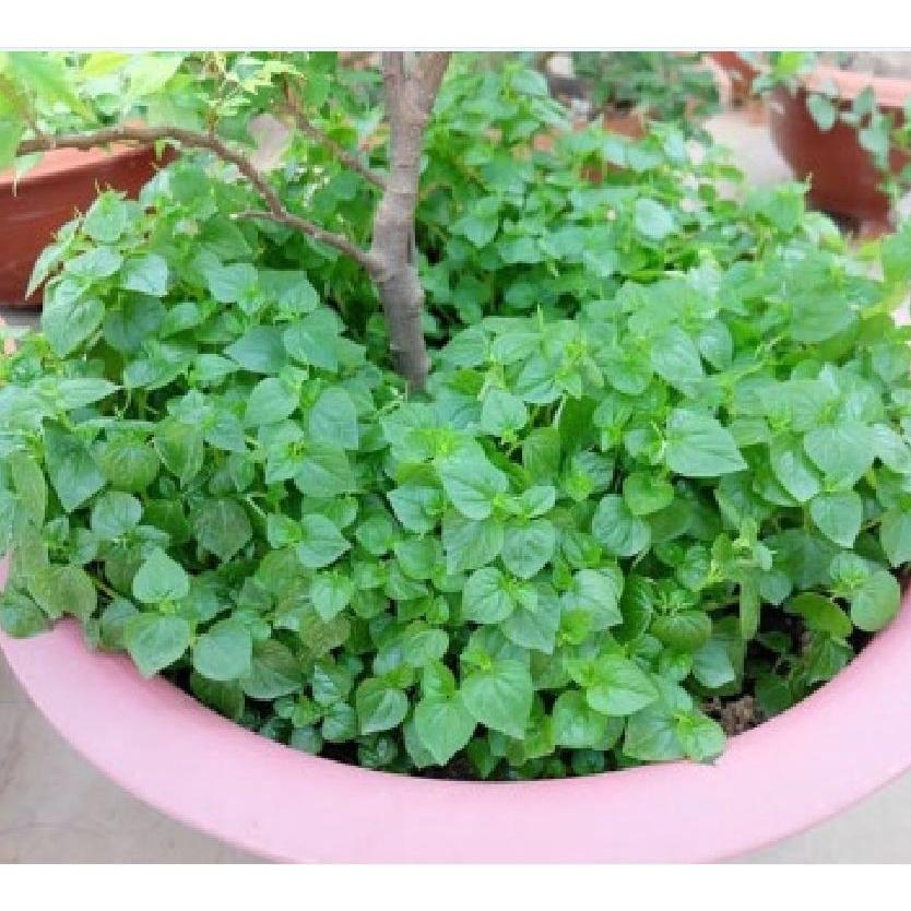 Hạt giống rau càng cua KNS3100 - Gói 0.5gram