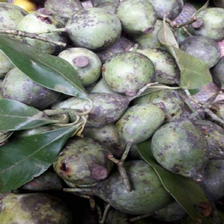 CÂY GIỐNG CÂY QUẢ DỌC CHUA