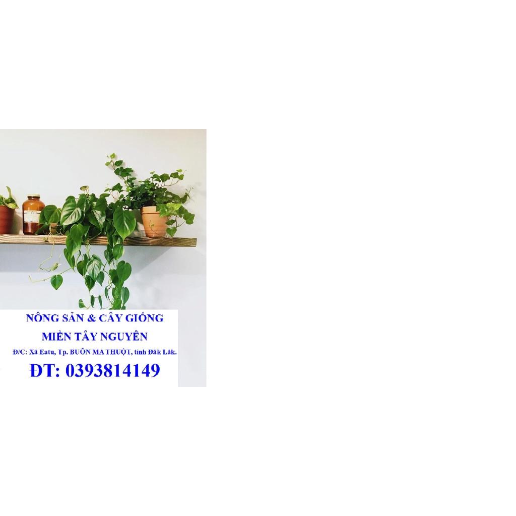 CÂY TRẦU BÀ LEO CỘT