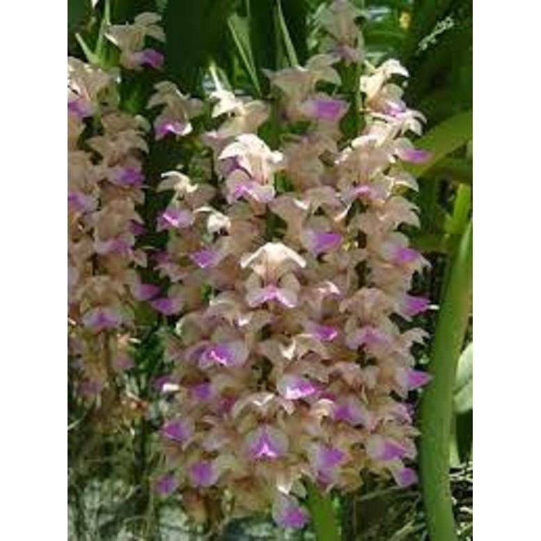 5 CÂY lan giáng hương tam bảo sắc tuyệt đẹp - GHTBS
