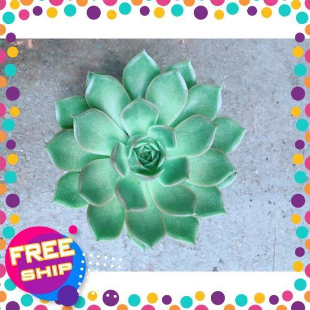 Sen Đá Xanh Cánh Cứng