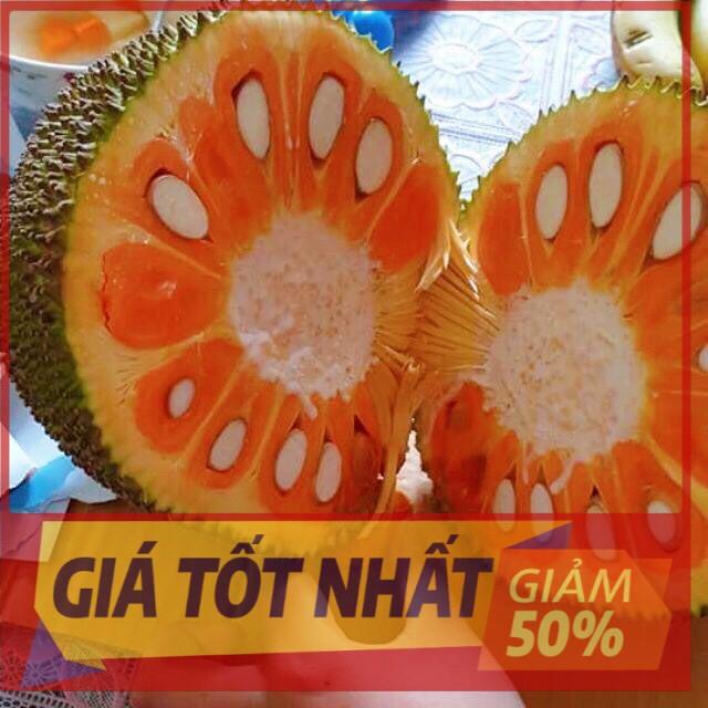 (GIẢM GIÁ) Cây MÍT RUỘT ĐỎ