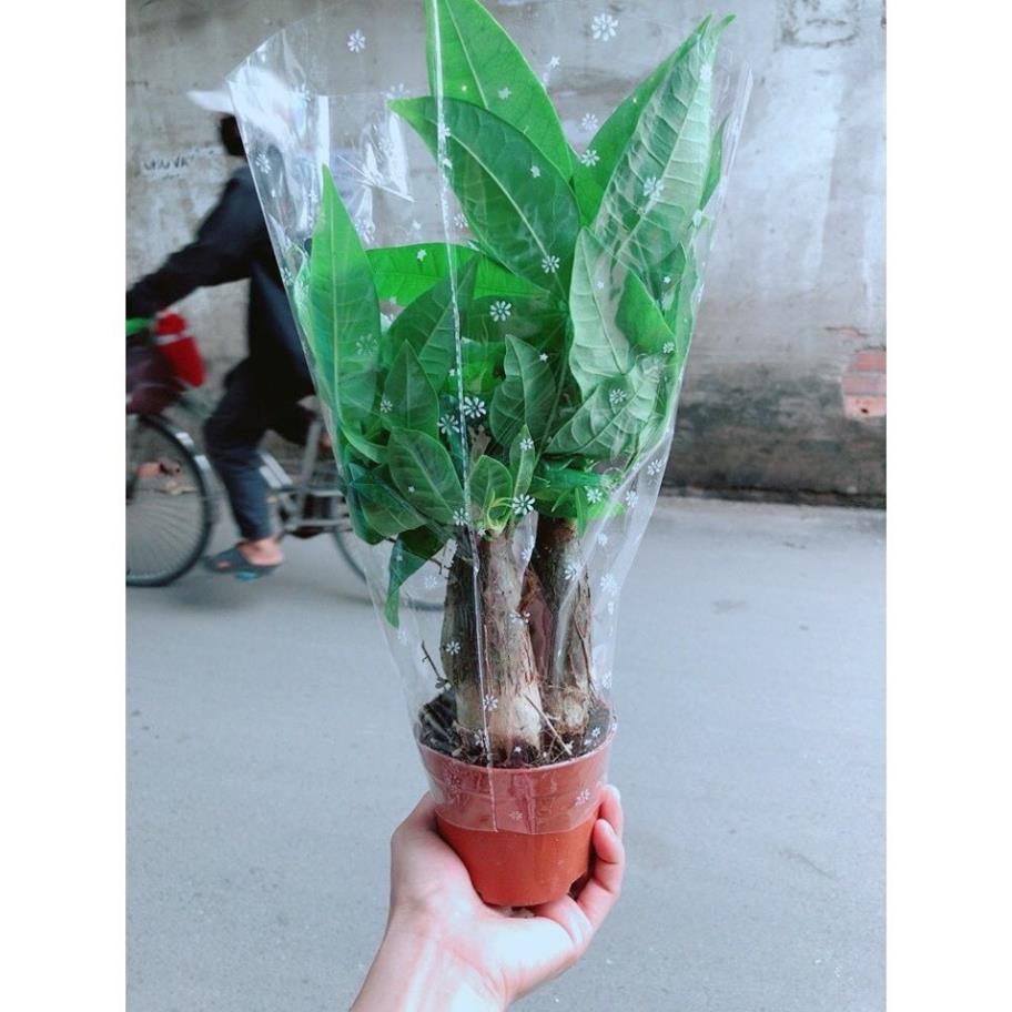 Cây kim ngân 3 thân- Tam lộc