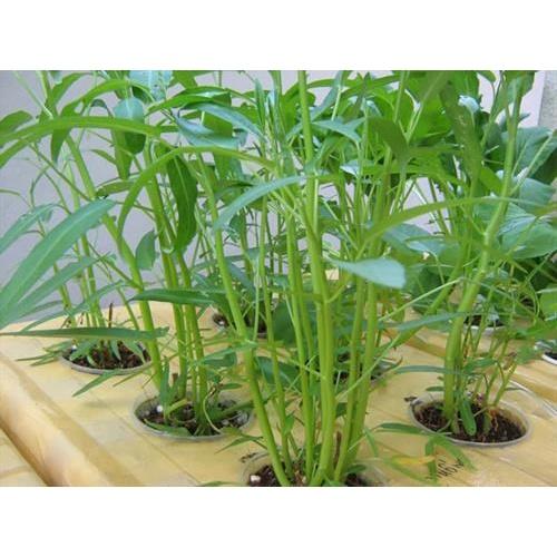 Hạt giống Rau Muống Lá Tre - Giòn ngon