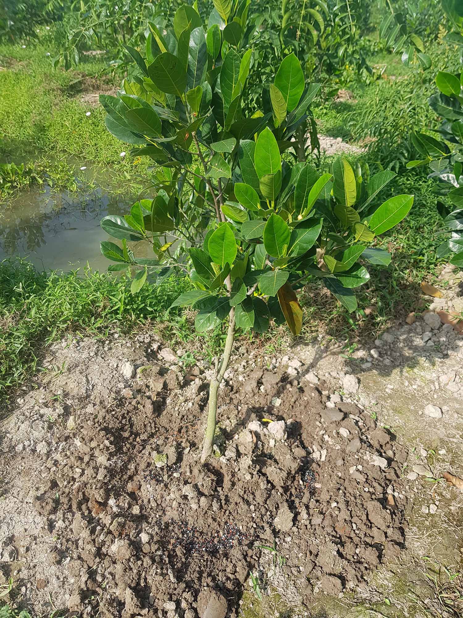 PHÂN BÓN THÔNG MINH TAN CHẬM RYNAN NPK 18-08-22 - Túi 500g – Chuyên Dùng Cho Rau, Củ, Quả, Cây ăn trái – Cung cấp dưỡng chất lên tới 2 – 3 tháng