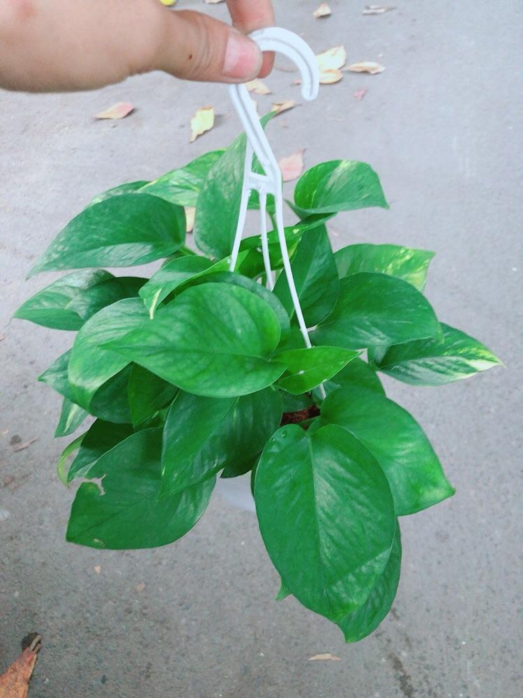 Trầu Bà Thái Xanh