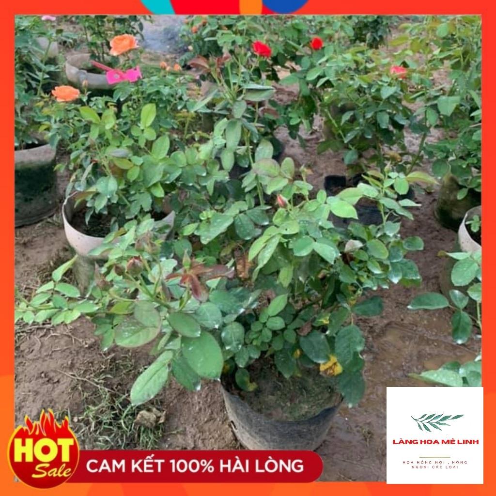 HOA HỒNG NGOẠI TỐ NỮ - CÂY DỄ TRỒNG , MÀU ĐỎ TƯƠI.-