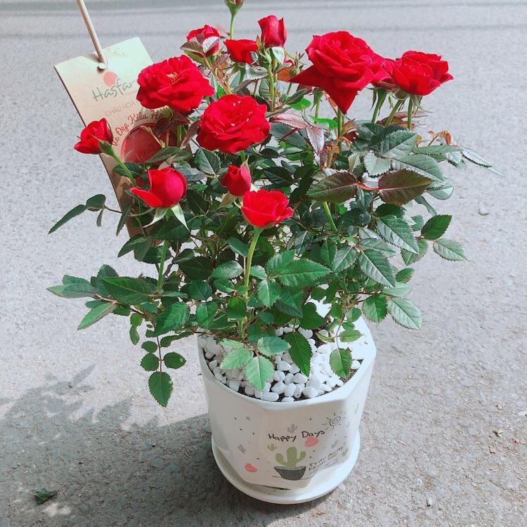 Chậu Cây Hoa Hồng Đỏ