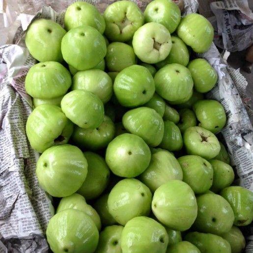 Cây roi quả xanh, giống roi quả xanh, quả đặc cực ngọt