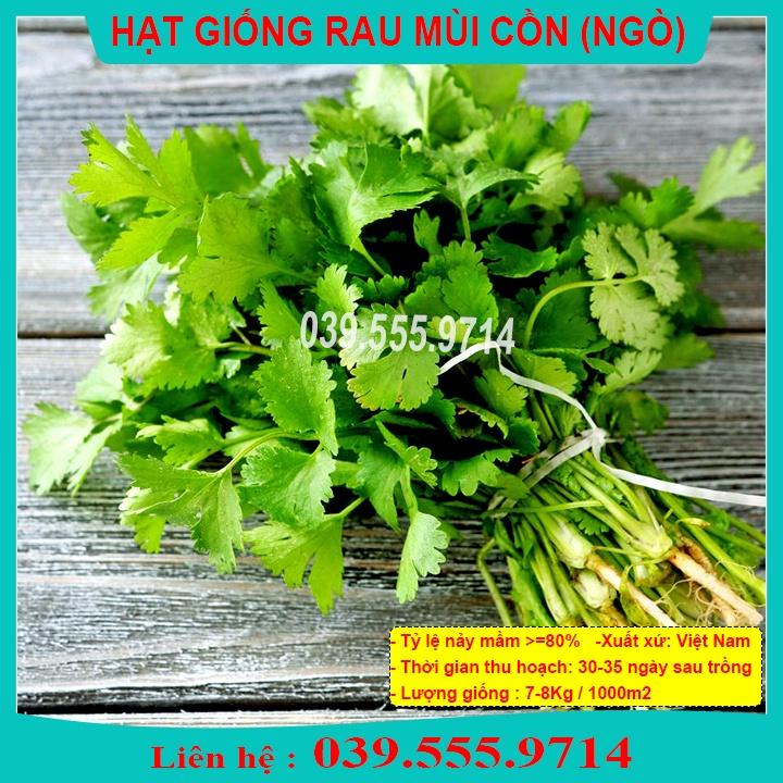 HẠT GIỐNG RAU MÙI ( NGÒ  )  - NGÒ CHỊU NHIỆT MÙI CHỊU NHIỆT 1KG