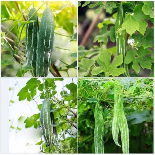 Hạt giống lặc lày - mướp mèo - 1 gói 10 hạt
