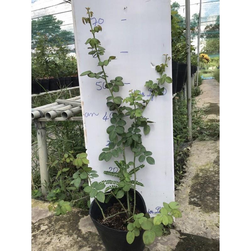 Hoa hồng ngoại William- bầu to cây lớn trưởng thành