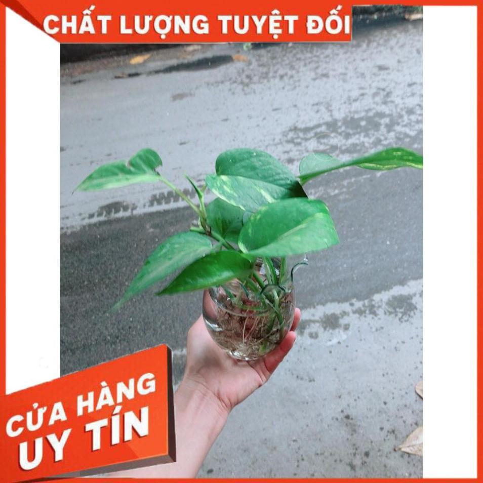 Chậu trầu bà thủy sinh Nhiều Người Mua
