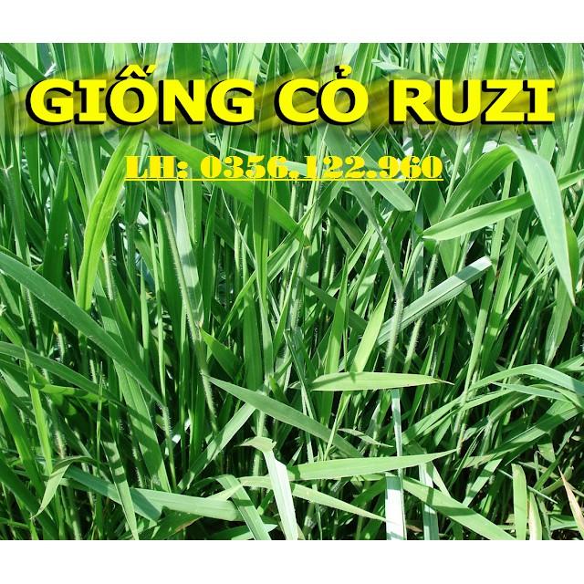 Hạt giống cỏ chăn nuôi cỏ RUZI Cỏ sả, Chịu giẫm đạp -100gr
