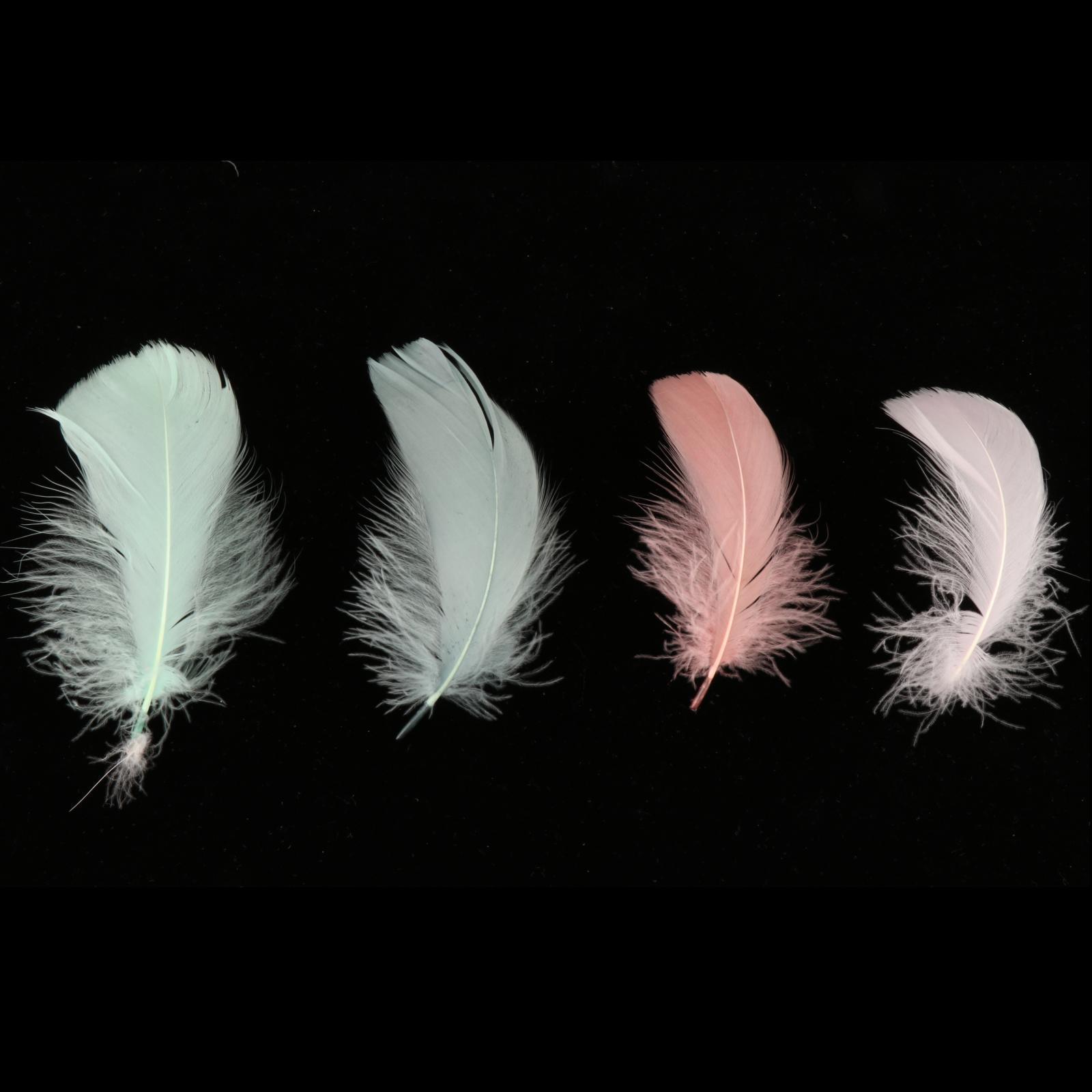 200Pcs  Feather Colorful Feathers for Festivals Party Decorations