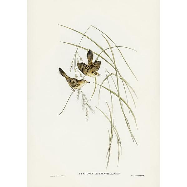 Tranh canvas vintage - Chim sẻ - BVT-65