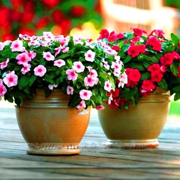 Combo 2 gói Hạt giống hoa dừa cạn lùn mix màu/gói 50 hạt