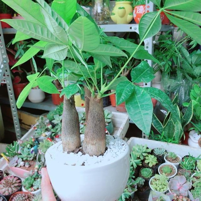 Chậu Kim Ngân 3 Thân