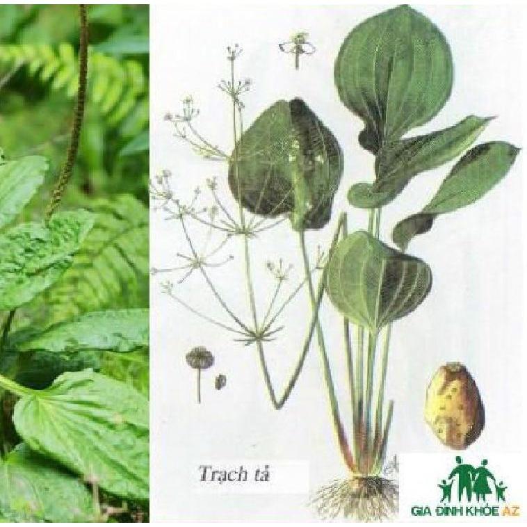 Hạt giống cây trạch tả,hạt giống chuẩn f1 -1 gói 2 gram