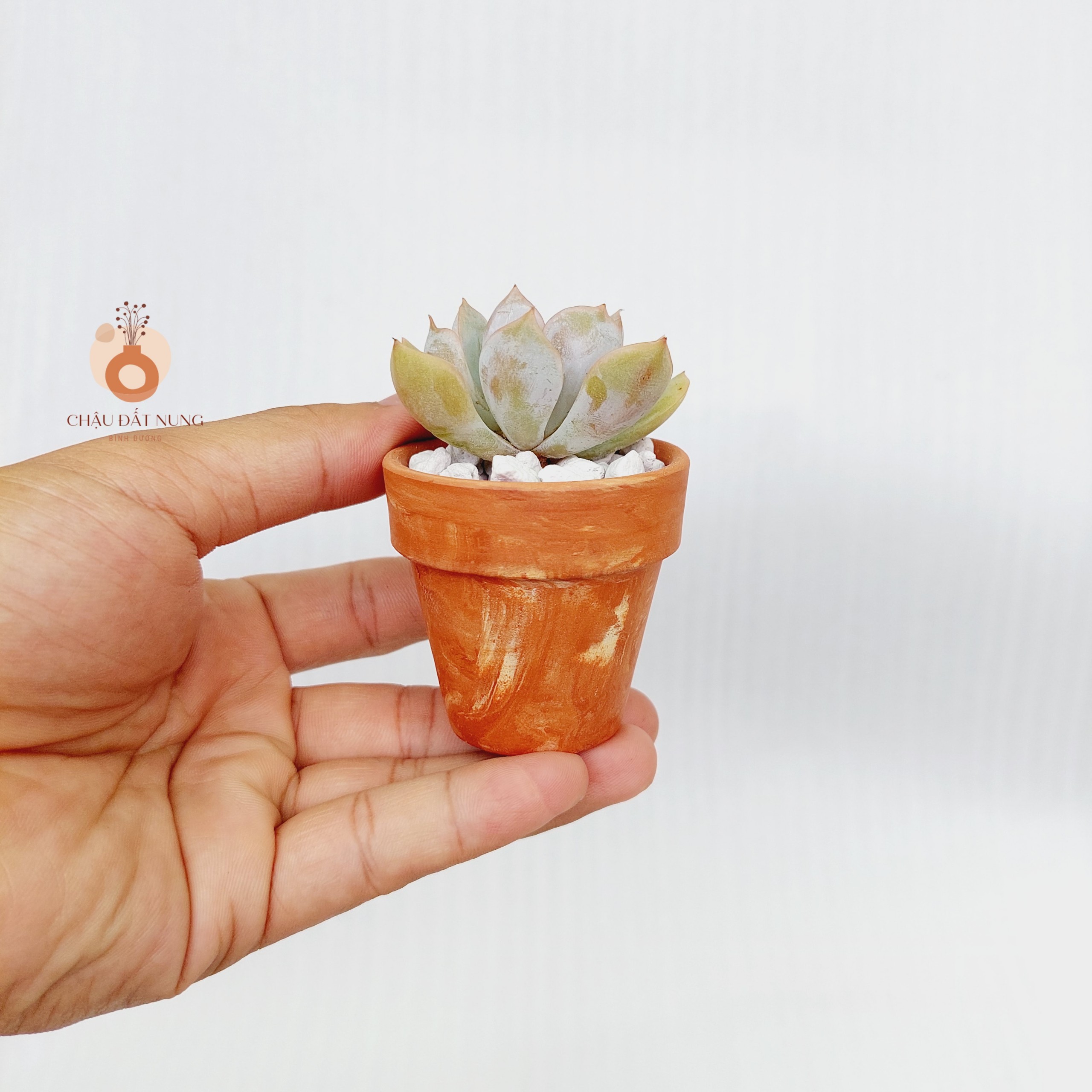 Chậu đất nung Bình Dương - Chậu ly có gờ 55, miệng chậu 5cm, chiều cao 5cm