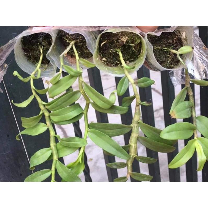 Dã hạc taly lai hồng ngọc