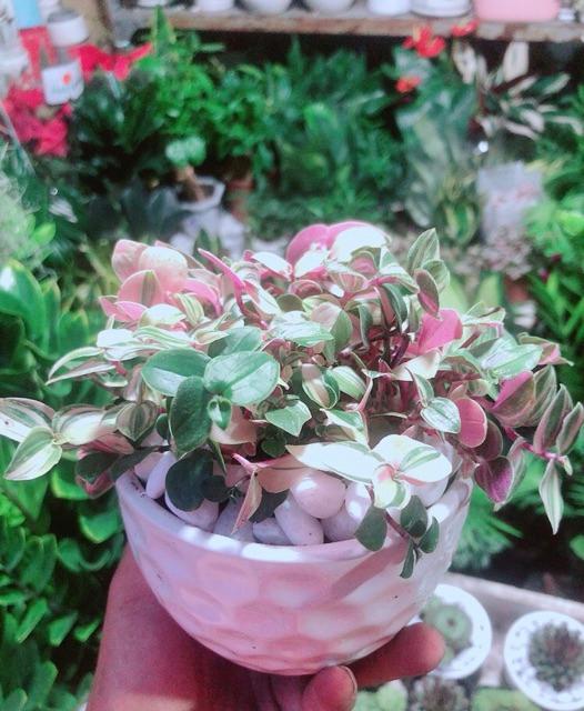 Cây Thằn Lằn Thái Kèm Chậu Sứ