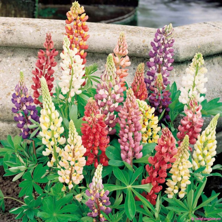 Gói 50 hạt giống hoa đậu lupin nhiều màu lên mầm 95%