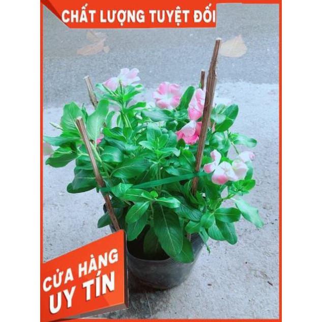 Hoa Dừa Cạn Màu Hồng (có sẵn hoa)