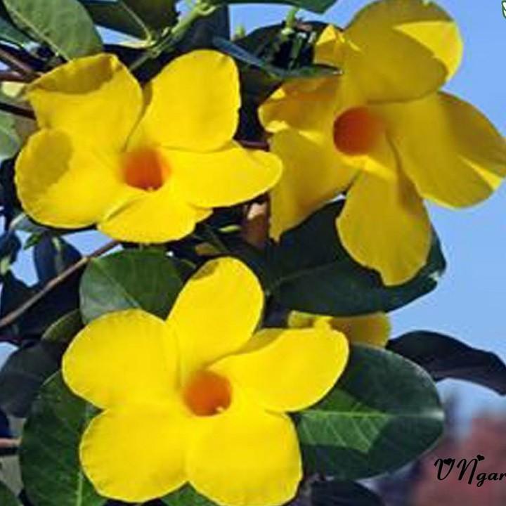 CHẬU HOA LEO HUYNH ĐỆ