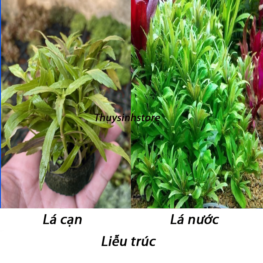 Cây thủy sinh Liễu trúc 15-20 ngọn