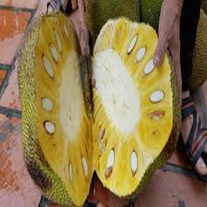 CÂY GIỐNG MÍT TA CAO 40-60CM