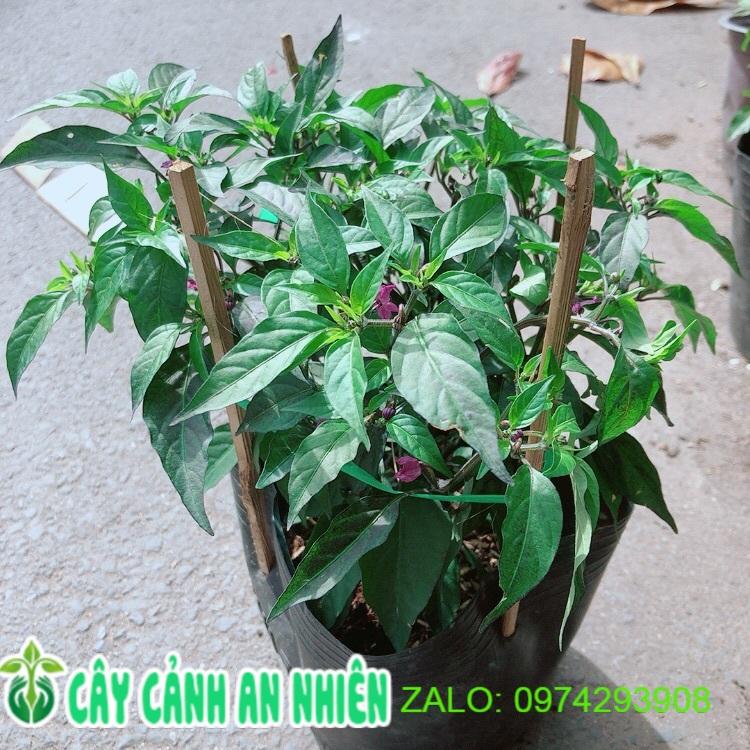 Bụi Ớt Tím