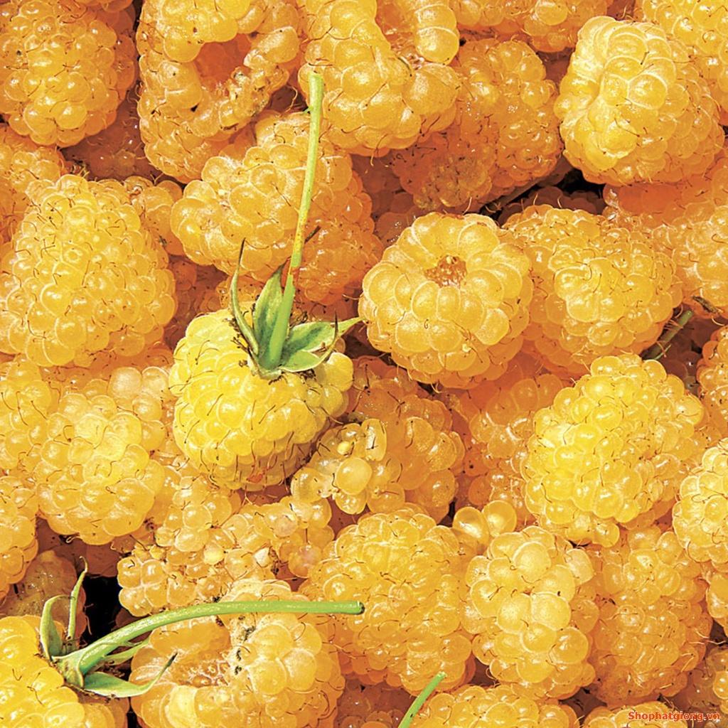 Hạt giống cây ăn trái mâm xôi vàng,hạt giống chuẩn f1 - Gói 30 hạt