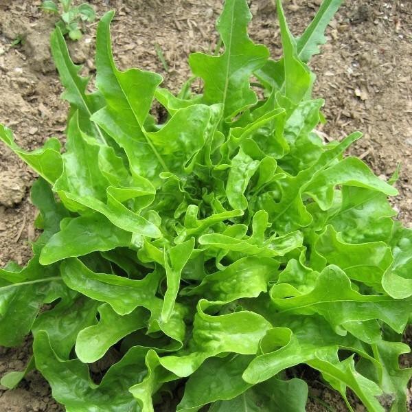 Hạt giống Xà lách Oakleaf 932